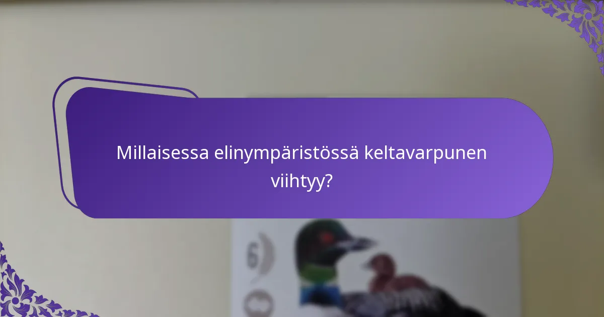 Miltä keltavarpusen laulu kuulostaa?